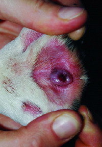Does ivermectin kill ear mites in rabbits