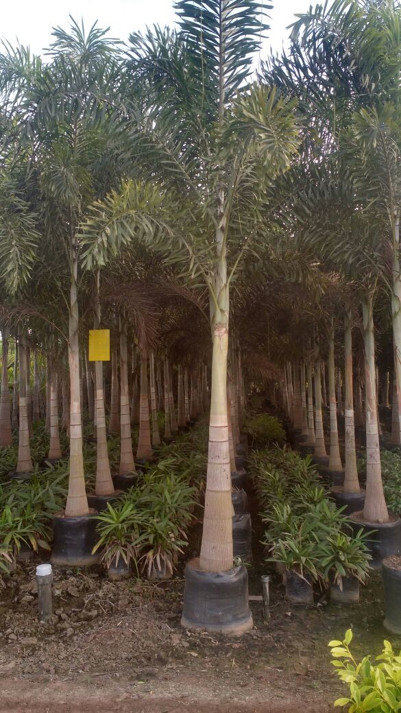 Nursery Plants And Trees Whole Supplier Balajiagrinursery Nursery Plants And Trees Whole Supplier