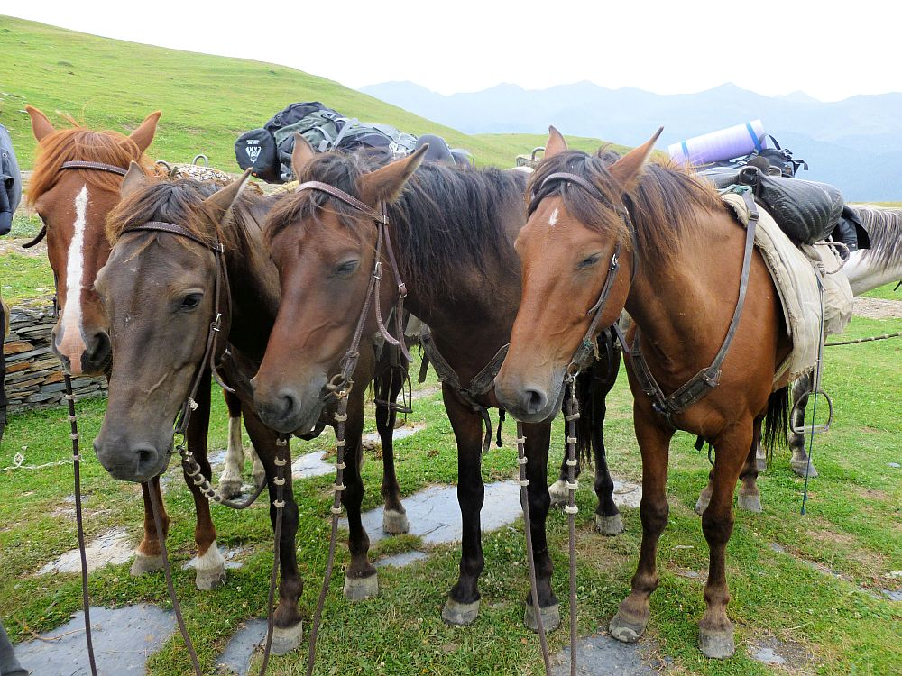 Horses