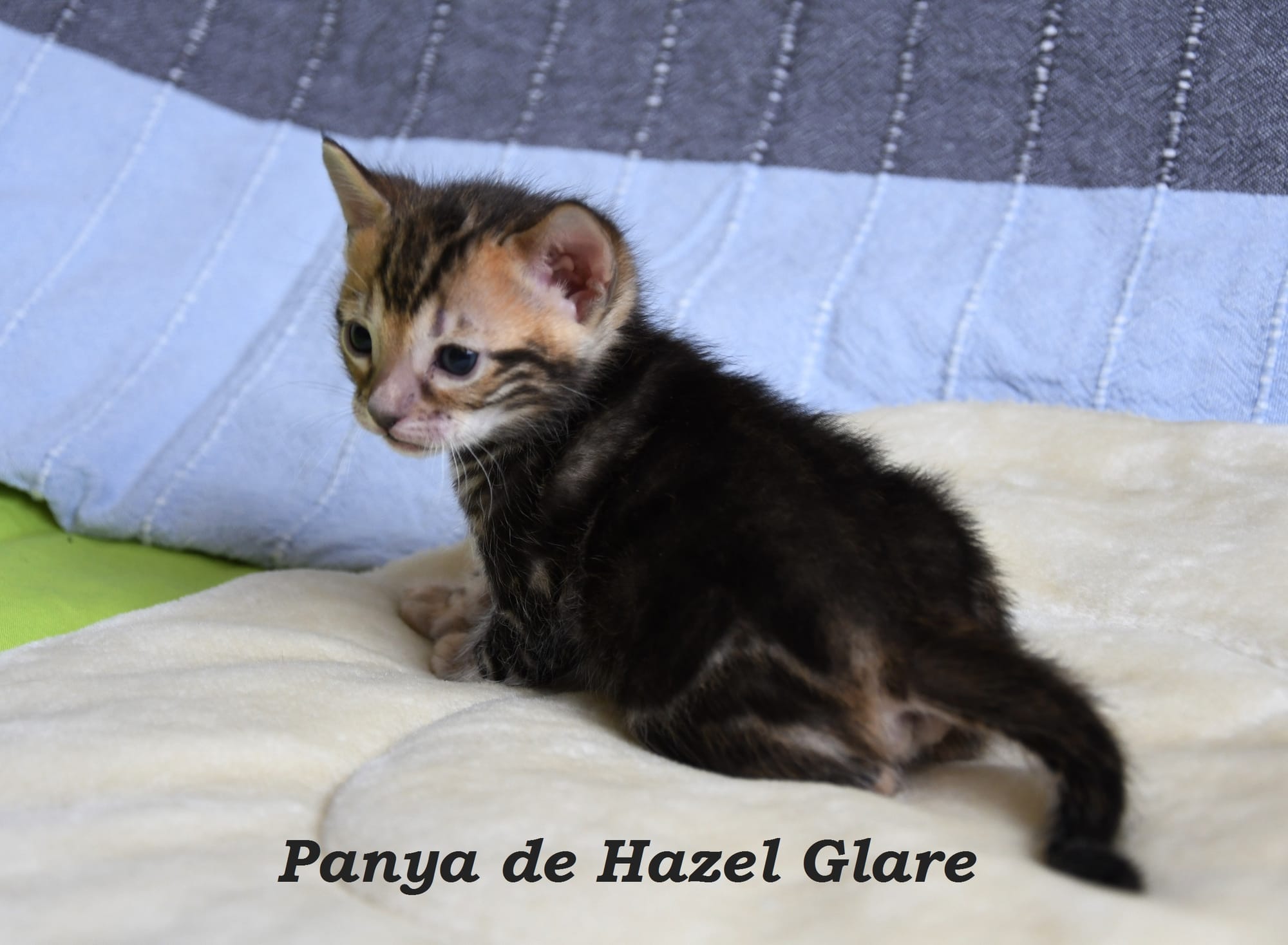 Panya de Hazel Glare