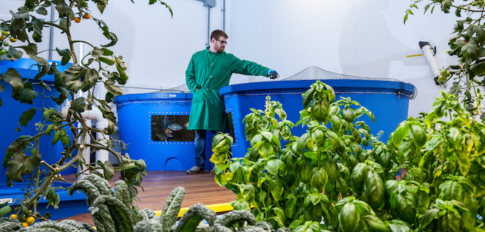 Is the Future Now with Aquaponic Grow Farms? aquaponics tanks