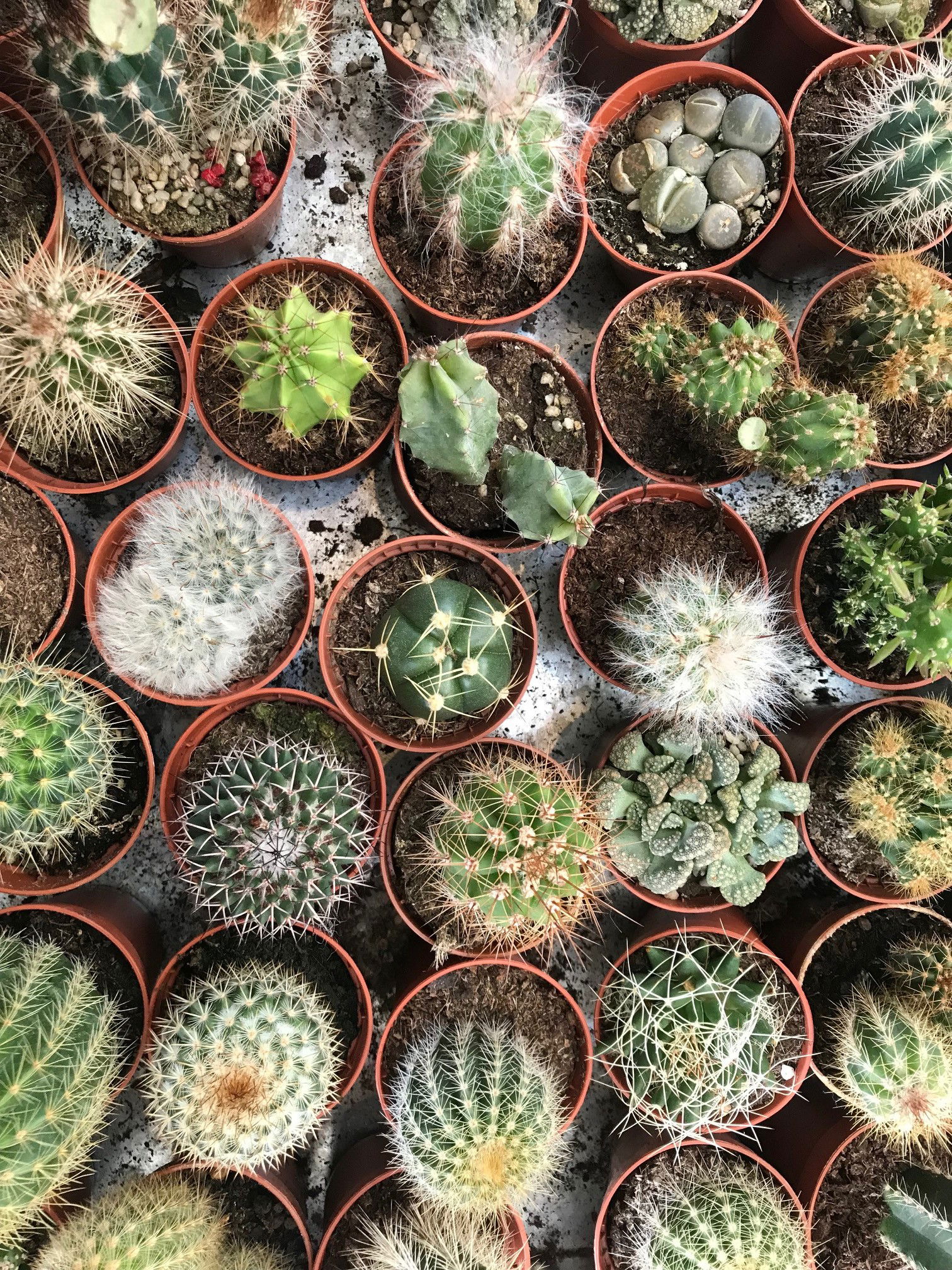 General Cactus & Succulent Care ukhouseplants