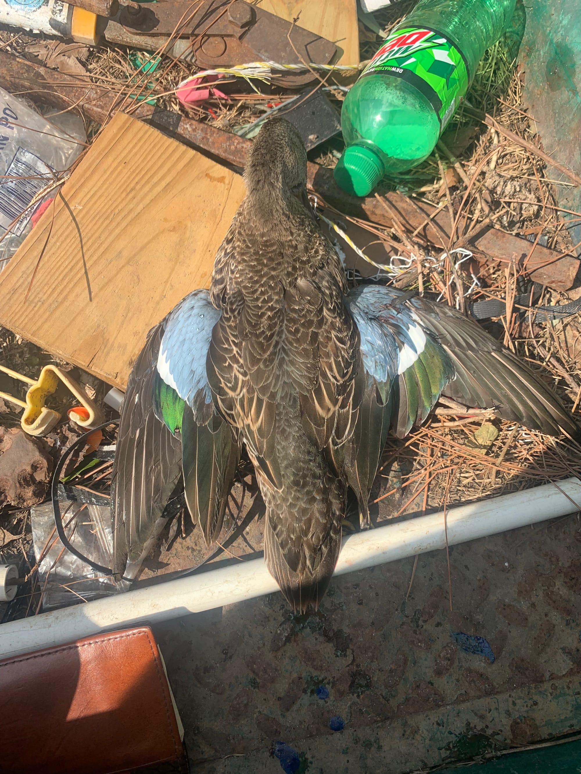 Deep Creek Waterfowlers - Membership Based Premier Waterfowling Hunting ...