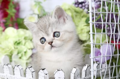 Persian Kittens For Sale Doll Face Persian Kittens Teacup Kittens