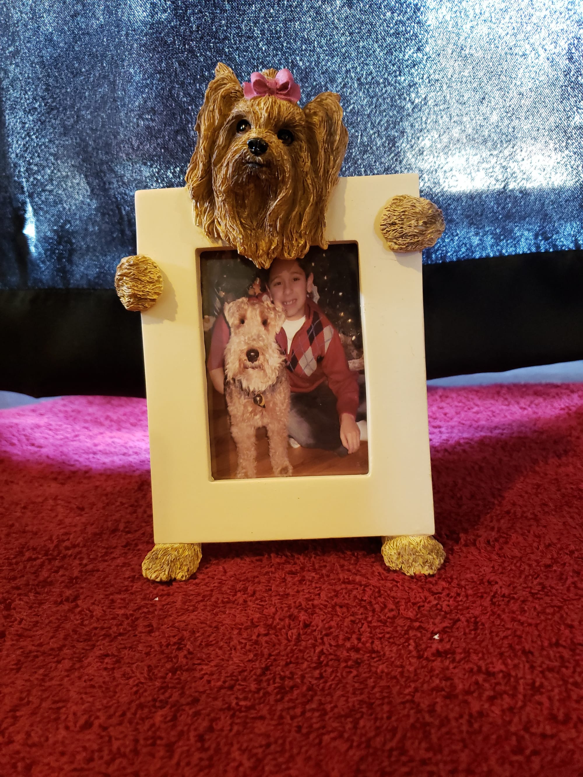 Long Haired Yorkie Paws To Tails Grooming And Photography