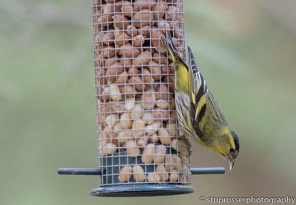 Setting Up A Feeding Station Stuprosser Photography