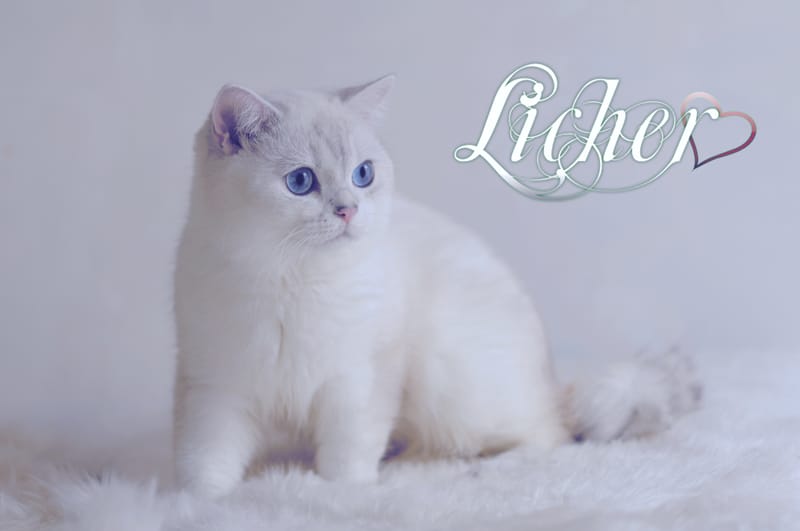 Licher Cattery