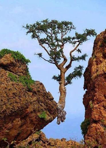 Bild kann enthalten: Baum, Himmel, Outdoor-Aktivitäten und Natur