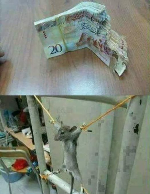 Danasîna wêneyê tune.