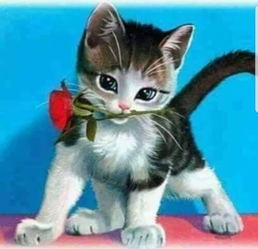Wêne dibe ku: cat