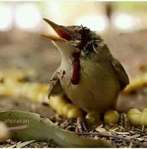 ربما تحتوي الصورة على: ‏‏نص‏‏
