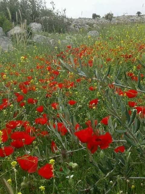 ربما تحتوي الصورة على: ‏‏‏‏‏زهرة‏، و‏نبات‏‏، و‏‏شجرة‏، و‏نشاطات في أماكن مفتوحة‏‏‏ و‏طبيعة‏‏‏