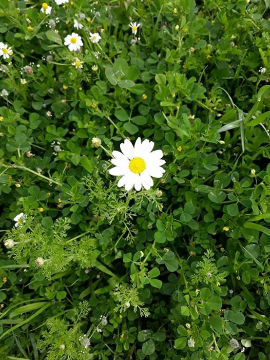 ربما تحتوي الصورة على: ‏‏‏‏‏نبات‏، و‏زهرة‏‏، و‏‏شجرة‏، و‏نشاطات في أماكن مفتوحة‏‏‏ و‏طبيعة‏‏‏