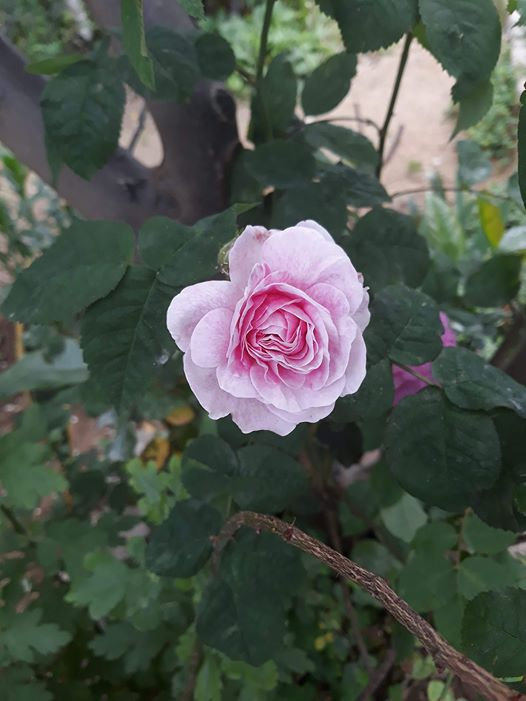 ربما تحتوي الصورة على: ‏‏‏‏زهرة‏، و‏‏نبات‏، و‏طبيعة‏‏‏ و‏نشاطات في أماكن مفتوحة‏‏‏