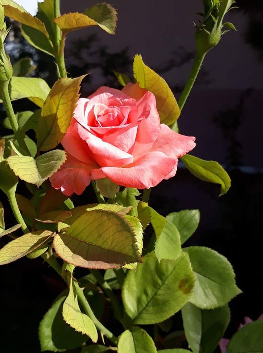 ربما تحتوي الصورة على: ‏‏‏‏نبات‏، و‏‏زهرة‏، و‏طبيعة‏‏‏ و‏نشاطات في أماكن مفتوحة‏‏‏