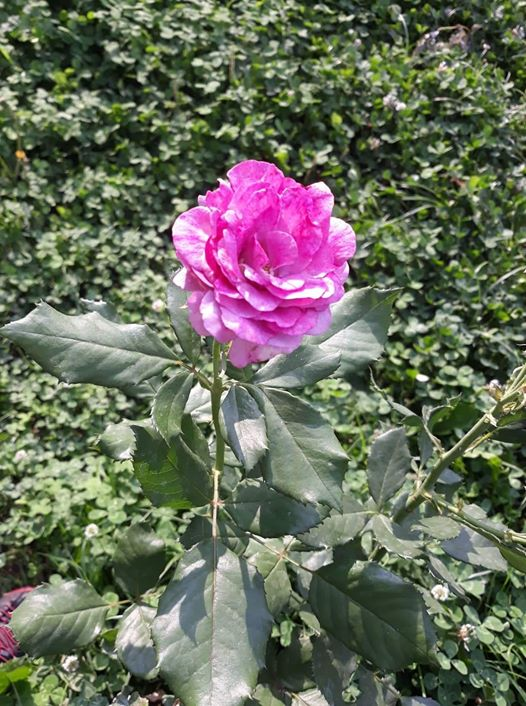 ربما تحتوي الصورة على: ‏‏‏‏‏نبات‏، و‏زهرة‏‏، و‏‏شجرة‏، و‏نشاطات في أماكن مفتوحة‏‏‏ و‏طبيعة‏‏‏
