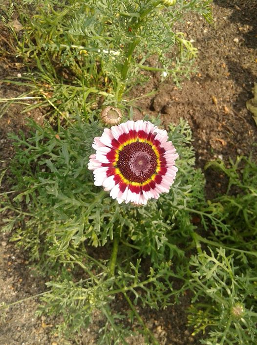 ربما تحتوي الصورة على: ‏‏‏‏نبات‏، و‏‏زهرة‏، و‏نشاطات في أماكن مفتوحة‏‏‏ و‏طبيعة‏‏‏