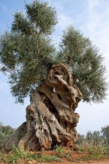ربما تحتوي الصورة على: ‏‏‏‏سماء‏، و‏‏شجرة‏، و‏نشاطات في أماكن مفتوحة‏‏‏ و‏طبيعة‏‏‏