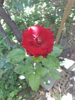 ربما تحتوي الصورة على: ‏‏‏‏نبات‏، و‏‏زهرة‏، و‏طبيعة‏‏‏ و‏نشاطات في أماكن مفتوحة‏‏‏