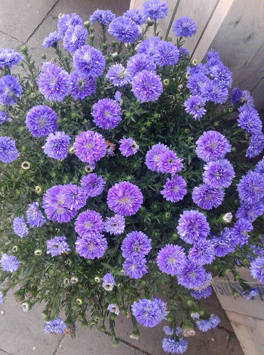 ربما تحتوي الصورة على: ‏‏‏نبات‏ و‏زهرة‏‏‏