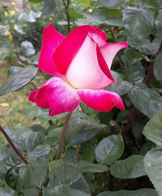 ربما تحتوي الصورة على: ‏‏‏‏نبات‏، و‏‏زهرة‏، و‏طبيعة‏‏‏ و‏نشاطات في أماكن مفتوحة‏‏‏
