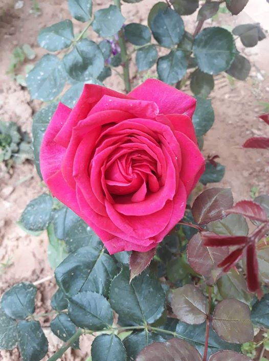 ربما تحتوي الصورة على: ‏‏‏زهرة‏ و‏نبات‏‏‏