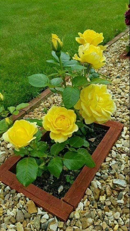 ربما تحتوي الصورة على: ‏‏‏‏زهرة‏، و‏‏نبات‏، و‏طبيعة‏‏‏ و‏نشاطات في أماكن مفتوحة‏‏‏