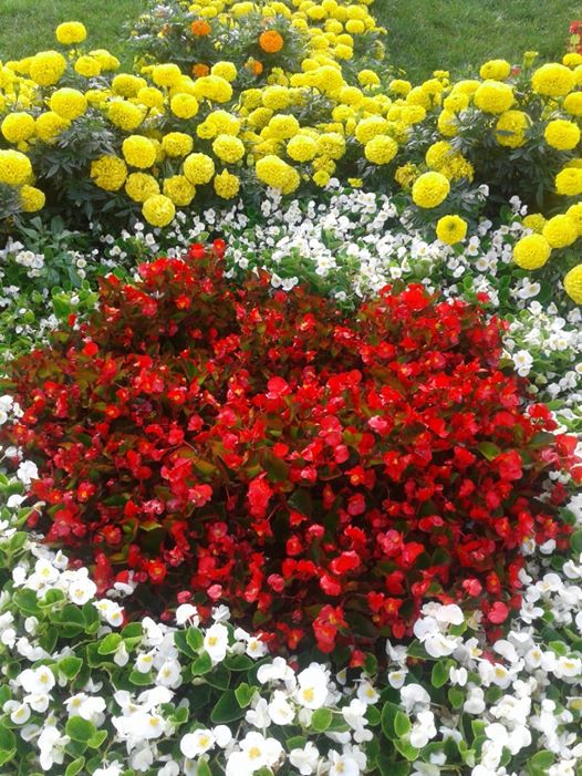 ربما تحتوي الصورة على: ‏‏‏‏‏زهرة‏، و‏نبات‏‏، و‏‏سماء‏، و‏‏شجرة‏، و‏نشاطات في أماكن مفتوحة‏‏‏‏ و‏طبيعة‏‏‏
