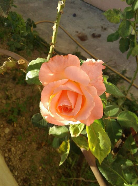 ربما تحتوي الصورة على: ‏‏‏‏زهرة‏، و‏‏نبات‏، و‏طبيعة‏‏‏ و‏نشاطات في أماكن مفتوحة‏‏‏