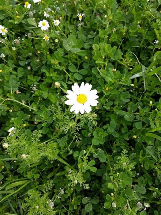 ربما تحتوي الصورة على: ‏‏‏‏‏نبات‏، و‏زهرة‏‏، و‏‏شجرة‏، و‏نشاطات في أماكن مفتوحة‏‏‏ و‏طبيعة‏‏‏