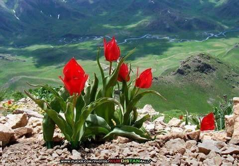ربما تحتوي الصورة على: ‏‏‏‏زهرة‏، و‏‏نبات‏، و‏طبيعة‏‏‏ و‏نشاطات في أماكن مفتوحة‏‏‏