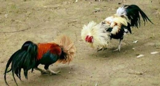 ربما تحتوي الصورة على: ‏‏نشاطات في أماكن مفتوحة‏‏