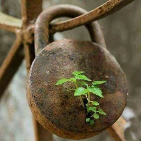 لا يتوفر وصف للصورة.