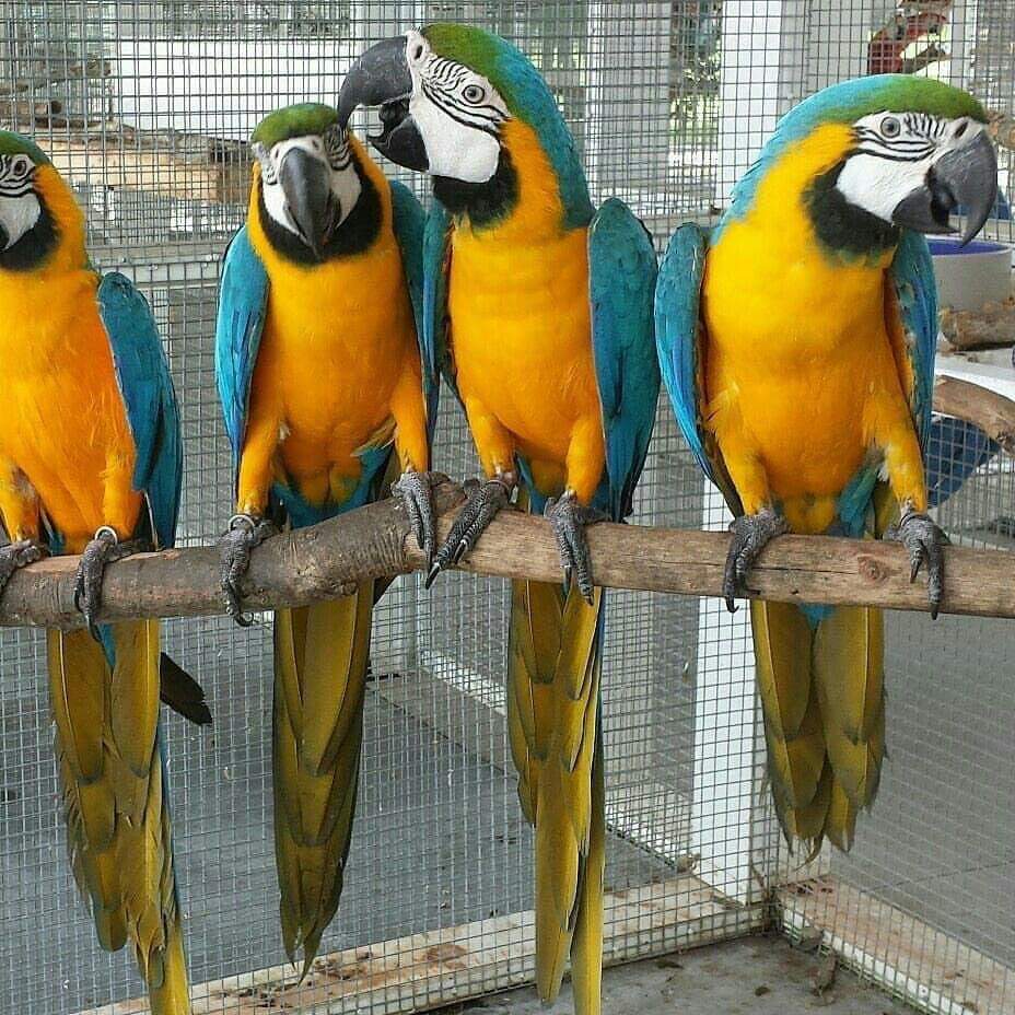 jual telur burung macaw jual telur burung macaw
