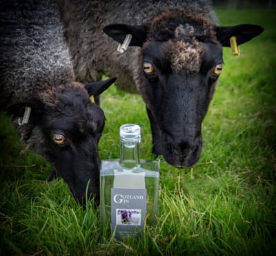 Gotland Gin will be at the Woolsery Farmers Market