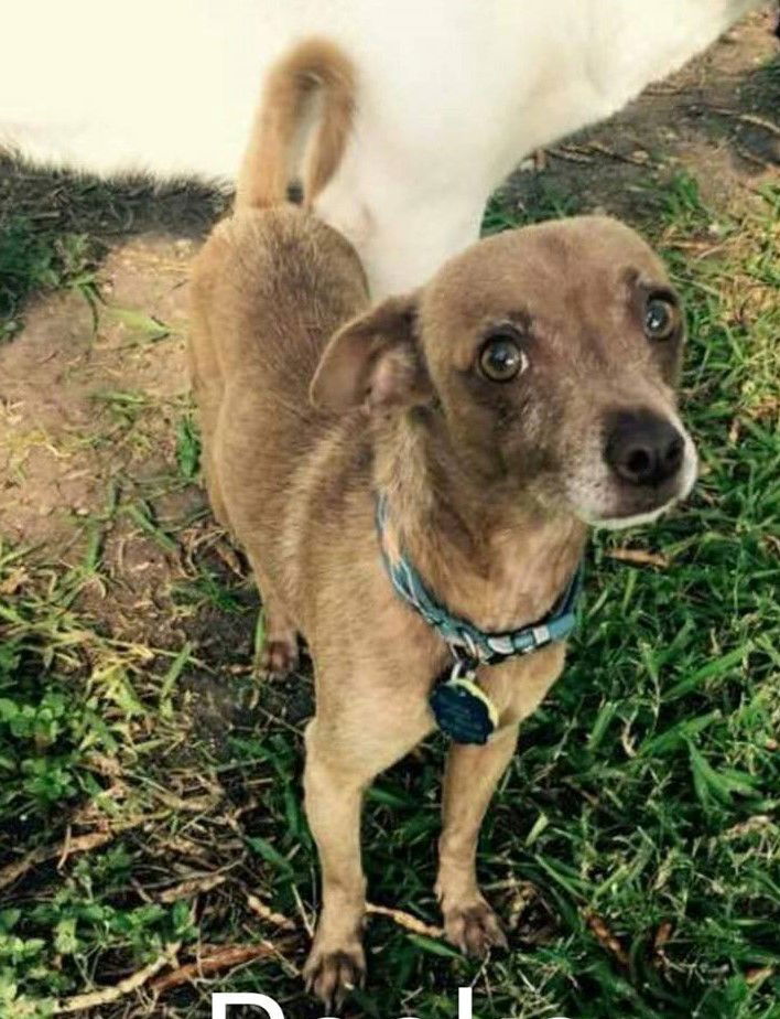 Homes For Paws Dog Rescue Homes for Paws Dog Rescue