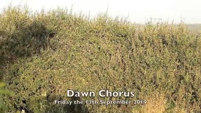 The 'Dawn Chorus' in my garden. thumbnail