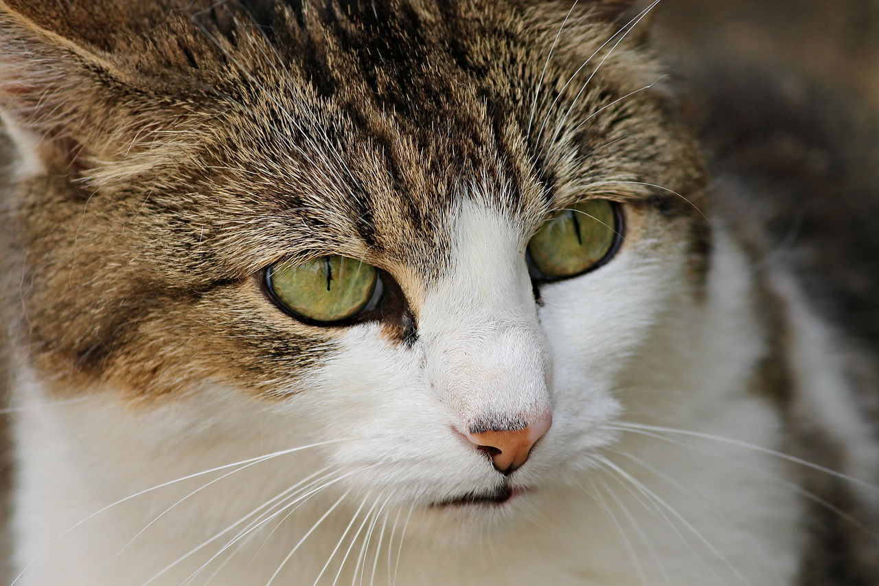 Why Cats Pee Outside Their Litter Box Why Cats Pee Outside Their Litter Box