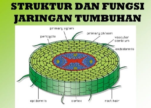 Jaringan Tumbuhan Pengertian Ciri Dan Macam Serta