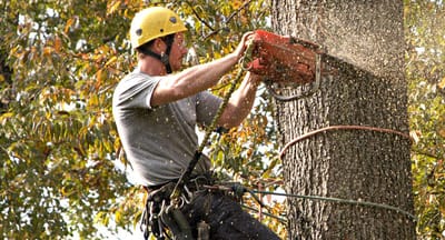 Tips to Hiring Professional Grand Prairie Landscape and Tree Care Services Company