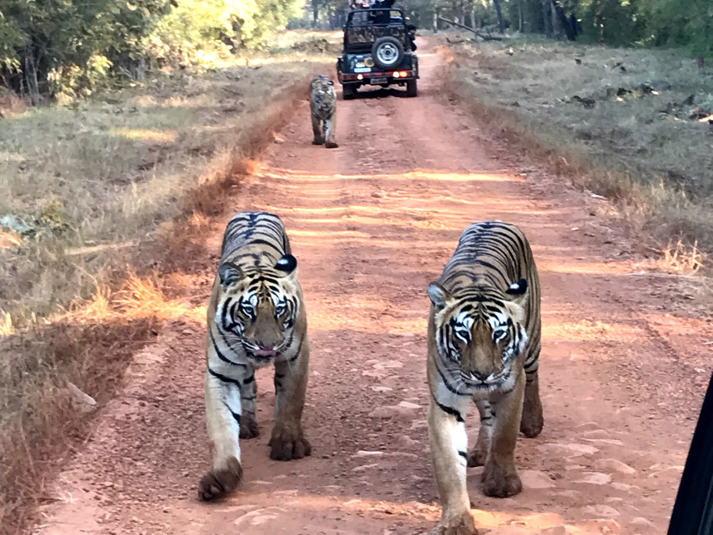 Tadoba Jungle Safari: Embracing Wildlife through 4 Safaris