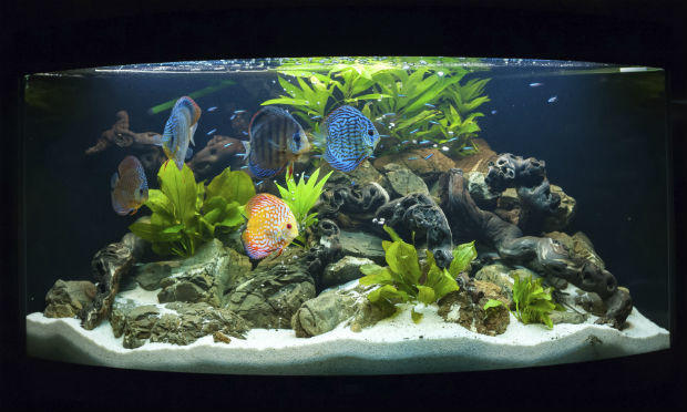 The Way to Pick the Best Fish Tanks 