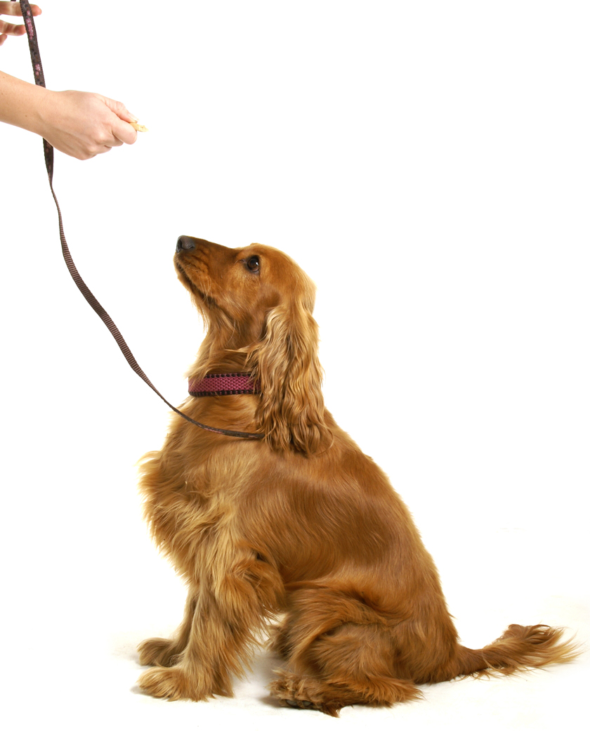 Image result for dogs training