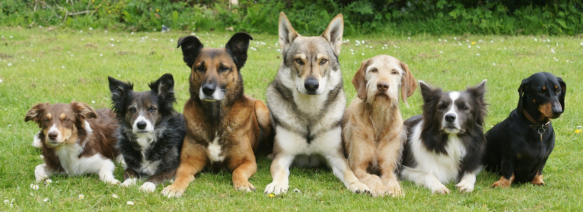 Image result for dogs training