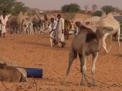 رعاة إبل في عمق الصحراء نشأووا