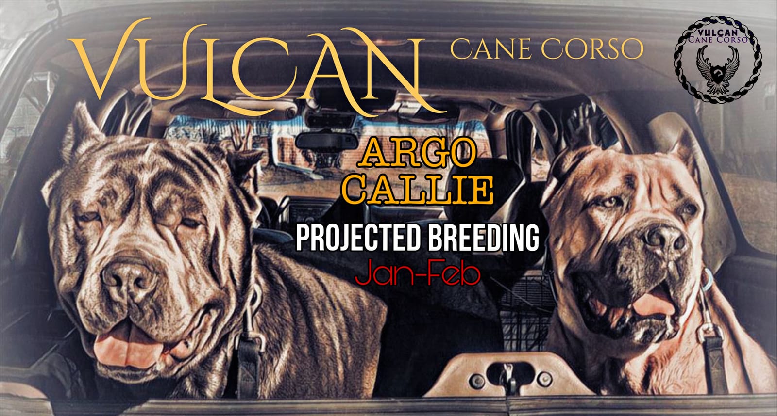 Vulcan Cane Corso