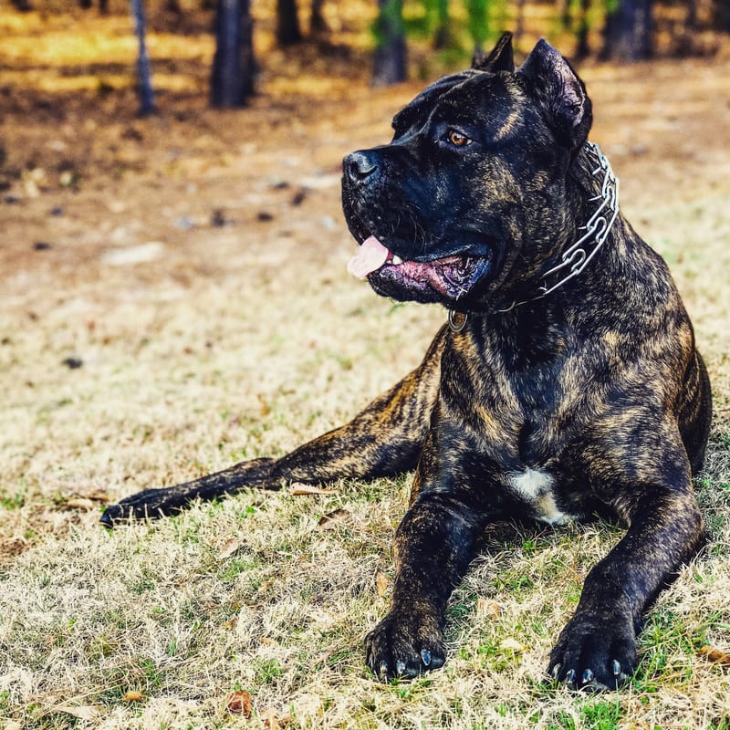 Vulcan Cane Corso