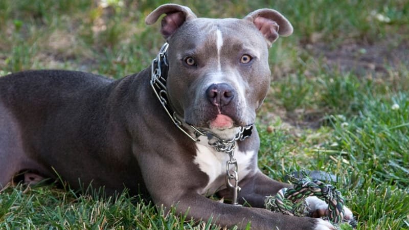 Qualities to Look for in a Good Pit Bull Breeder