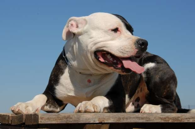 What You Should Consider When Choosing a Reputable Pit-Bull Bully Breeder 
