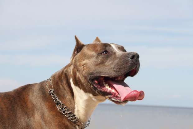 Tips to Consider When Choosing a Reputable Pit-Bull Bully Breeders 